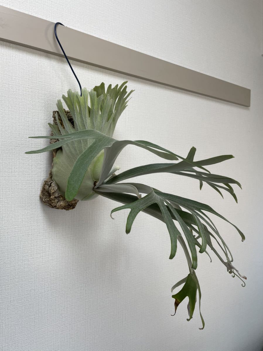 大株ビカクシダ ウィリンキーwildバリ コルク付 大株ビカクシダ