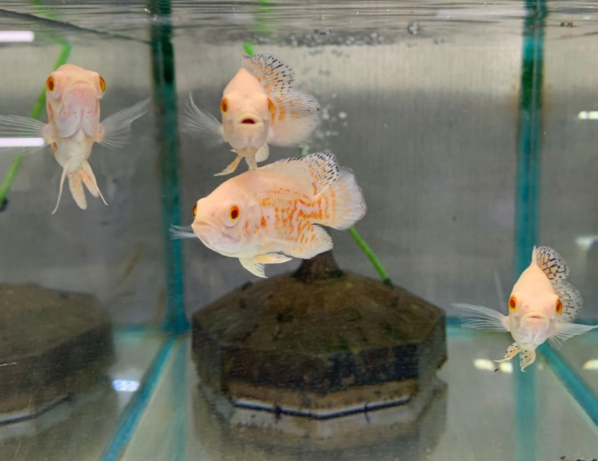 新品 熱帯魚 アルビノレオパードオスカー 1匹 約7cm カラー 雌雄の指定不可 アストロノータス アメリカンシクリッド の落札情報詳細 ヤフオク落札価格情報 オークフリー スマートフォン版