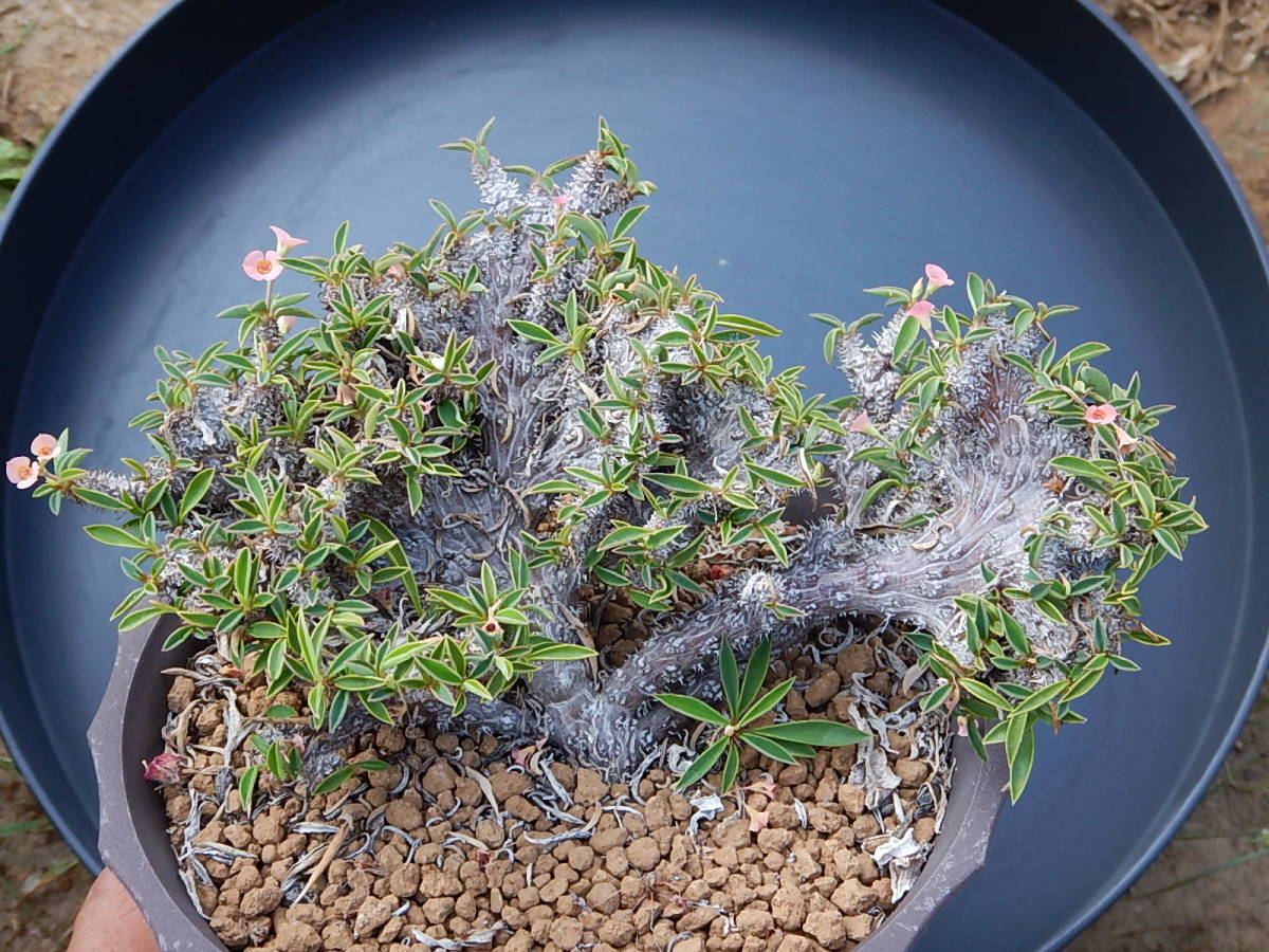 ユーフォルビア ユーホルビア 金棒花キリン 筒葉ちび花キリンの綴化 の落札情報詳細 ヤフオク落札価格情報 オークフリー スマートフォン版