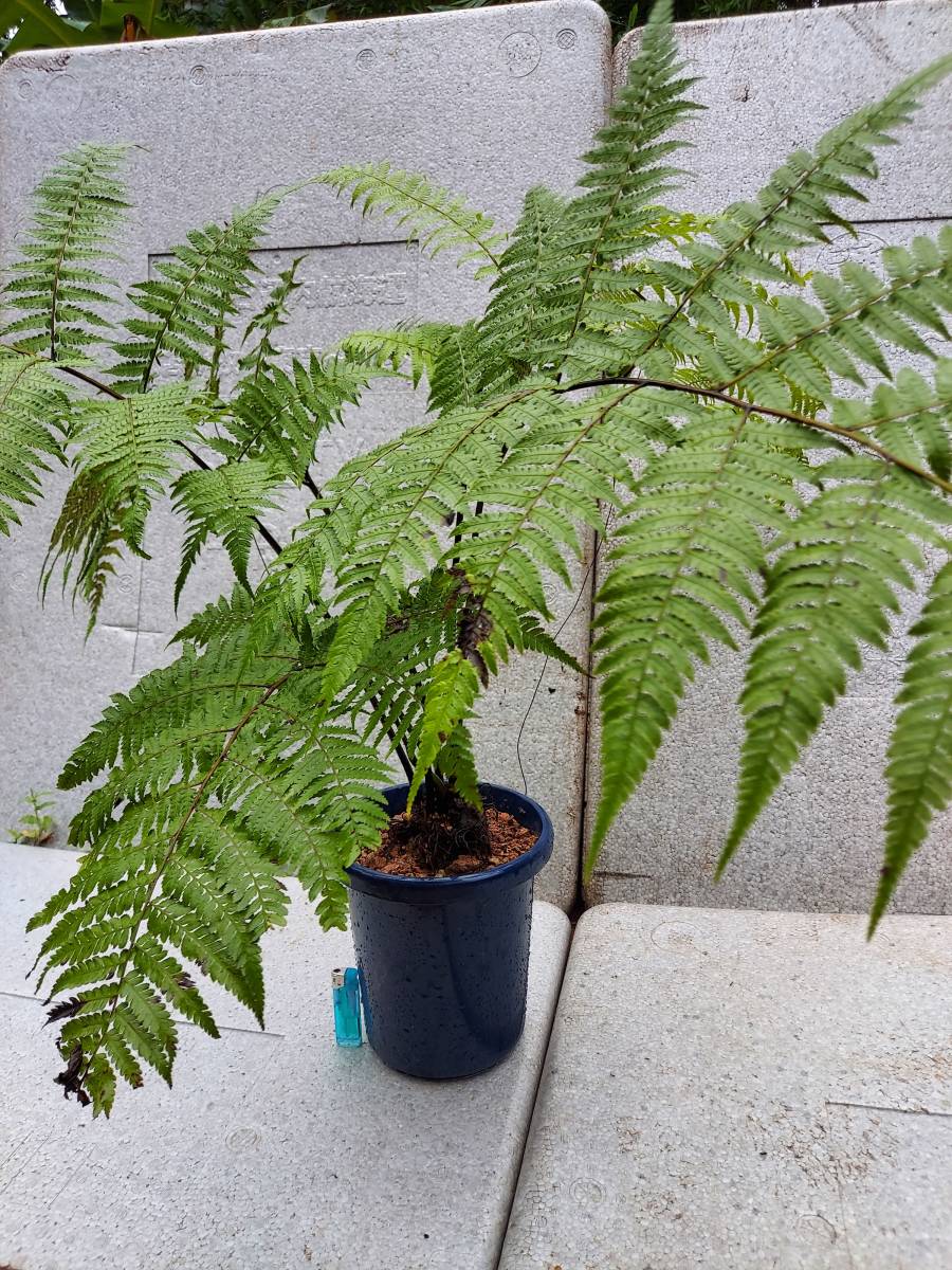 シダ植物 アマミシダ 栽培品 希少！の落札情報詳細 - Yahoo