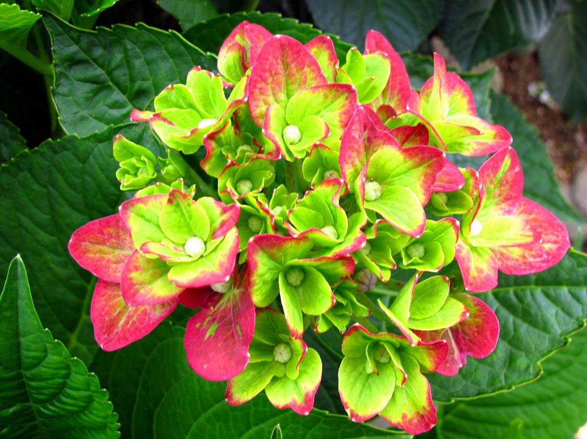 紫陽花未来抜き苗3-4 紫陽花未来抜き苗3-4