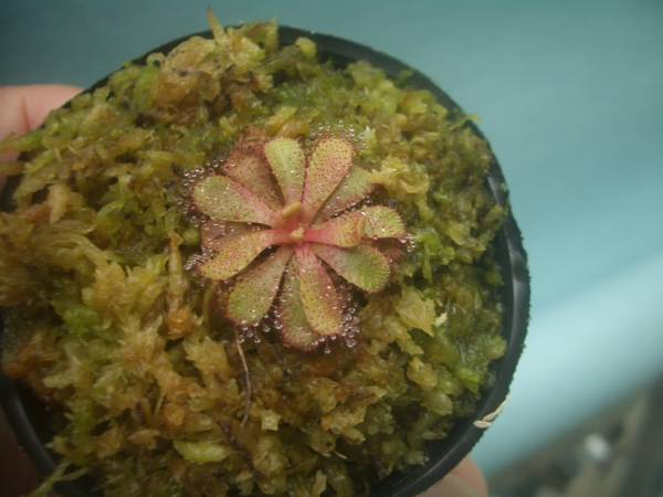 新品 食虫植物 ドロセラ ハミルトニー の落札情報詳細 ヤフオク落札価格情報 オークフリー スマートフォン版 新品 食虫植物 ドロセラ ハミルトニー の落札情報詳細 ヤフオク落札価格情報 オークフリー スマートフォン版