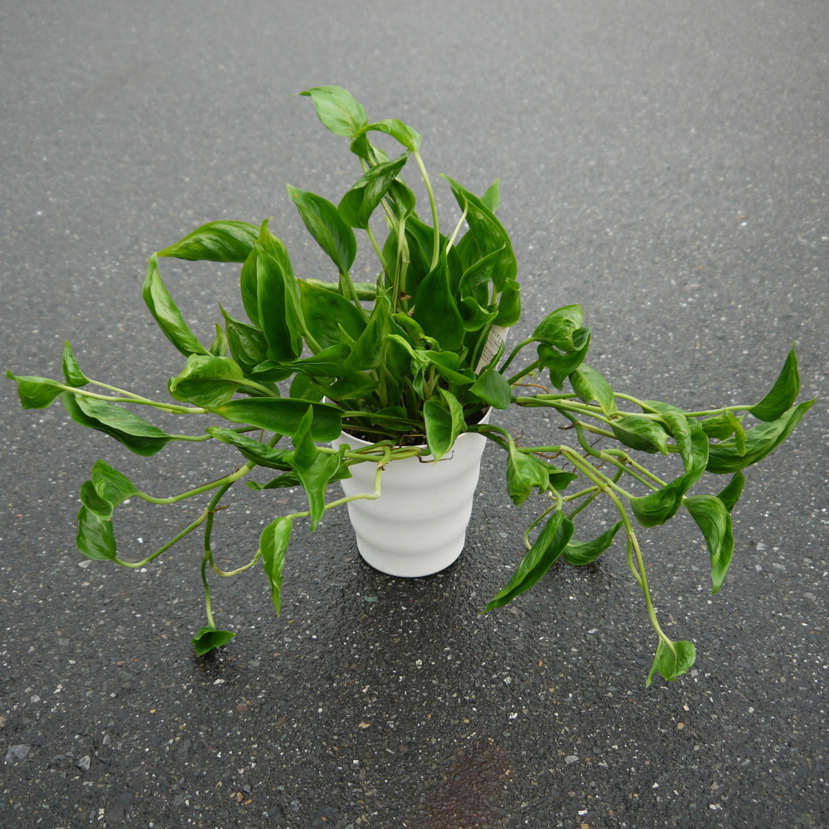 定価 希少 観葉植物 ポトス テルノシャングリラ 緑の三角帽子 吊り下げ 送料込み D3d 商品の通販サイト Pn Batam Go Id