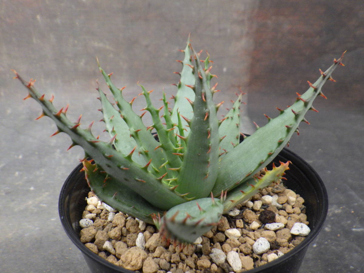 傷や汚れあり アロエ ブローミー Aloe Broomii 3 5号鉢植え の落札情報詳細 ヤフオク落札価格情報 オークフリー スマートフォン版