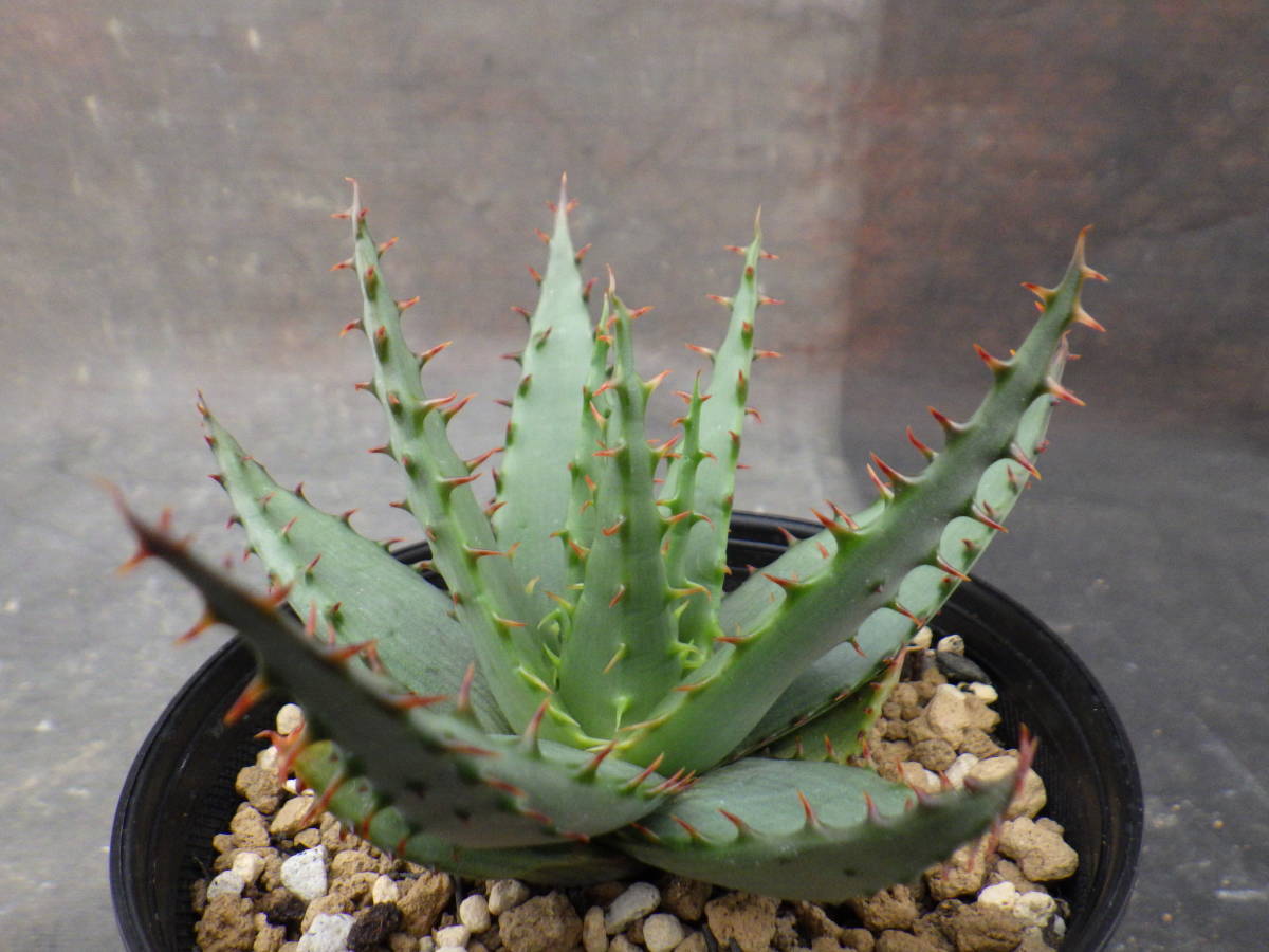 傷や汚れあり アロエ ブローミー Aloe Broomii 3 5号鉢植え の落札情報詳細 ヤフオク落札価格情報 オークフリー スマートフォン版