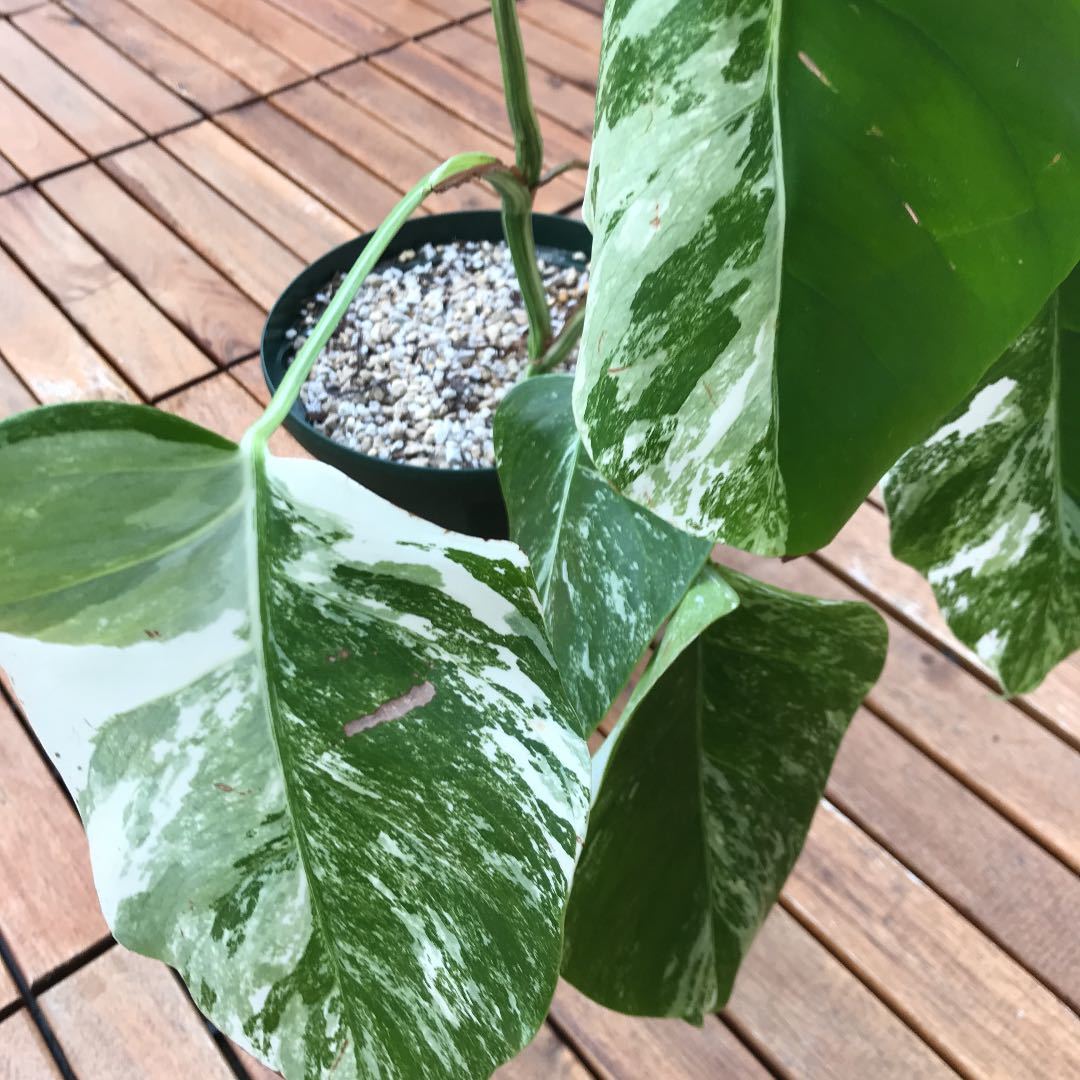 極上株 美斑 モンステラ 希少 ハワイ産 斑入り Zaikoshobun 植物 観葉植物 Alphawavehr Com