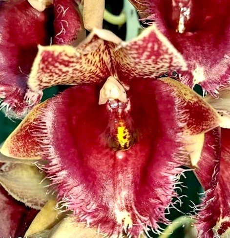 洋蘭 タケノコラン Clowesetum Penang Waltz (MC) Clowesia (Cl