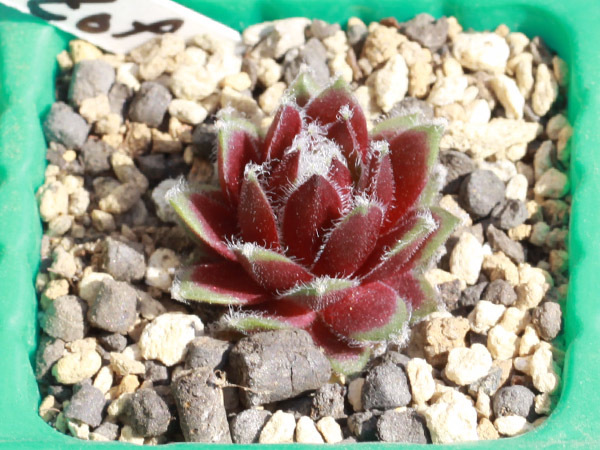 やや傷や汚れあり】輸入センペルビブム【32】Pacific Zoftic(多肉植物