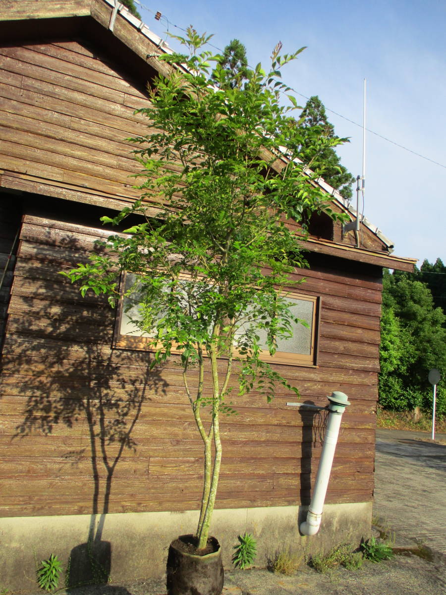 シマト○リコ　1本立ち　鉢付き　2m 現品発送 シマトネリコ 10号 樹高2.0m-2.2m(鉢底から) 株立