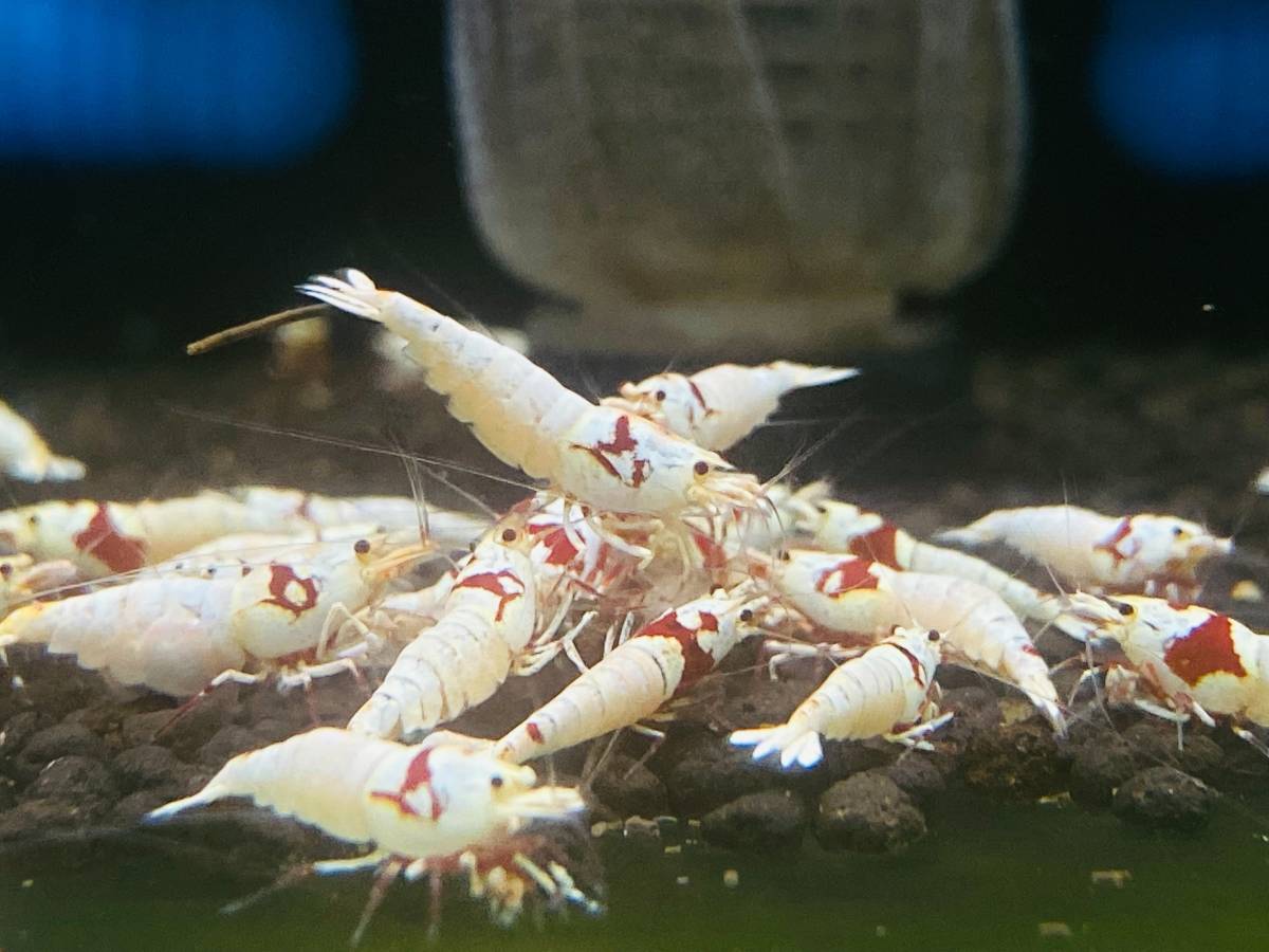 蝦蟇のえび　ハイグレードのレッドビーシュリンプ 20匹 No.001 蝦蟇のえび レッドビーシュリンプ(BIGサイズ)♀個体のみ20匹 No.020 蝦蟇の