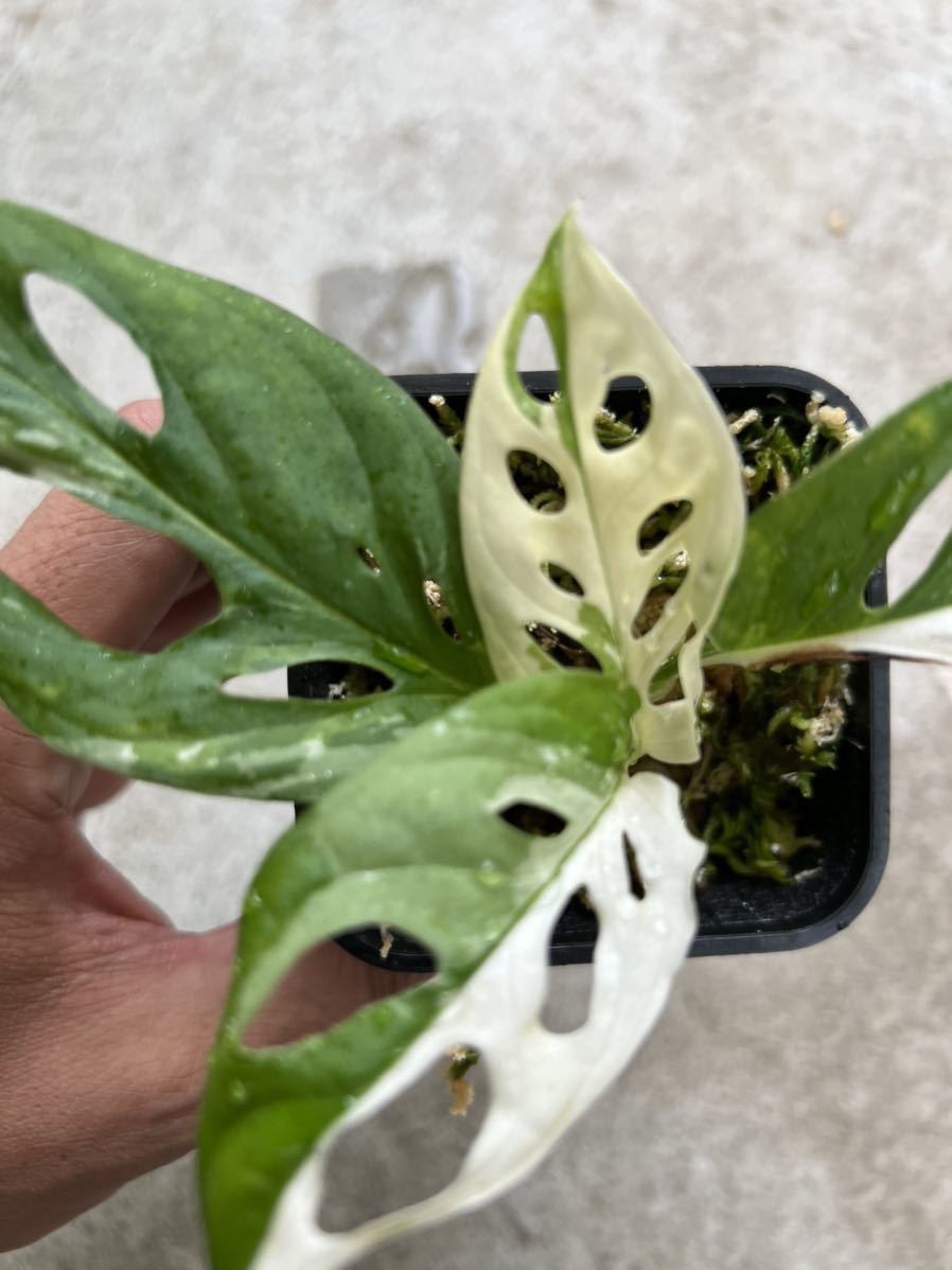KhK-16》【ラニアタフルミント】Monstera adansonii var