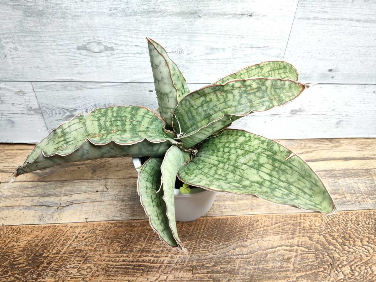 サンスベリア シルバーブルー斑入 S.Silver Blue Var