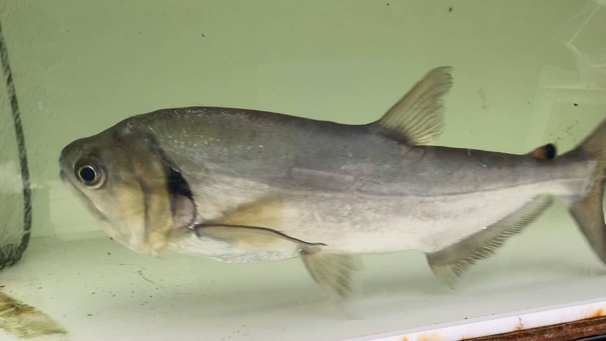やや傷や汚れあり】カーニバル食べます・アルマータス・カショーロ 