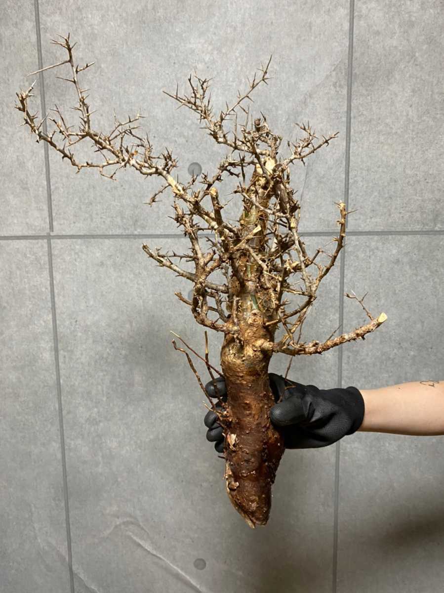 塊根祭 A14 Commiphora Kataf Ver Turkanensis コミフォラ カタフ ターカネンシス 塊根植物 コーデックス 灌木 盆栽 Planet Www Silvanaconfeccoes Com Br