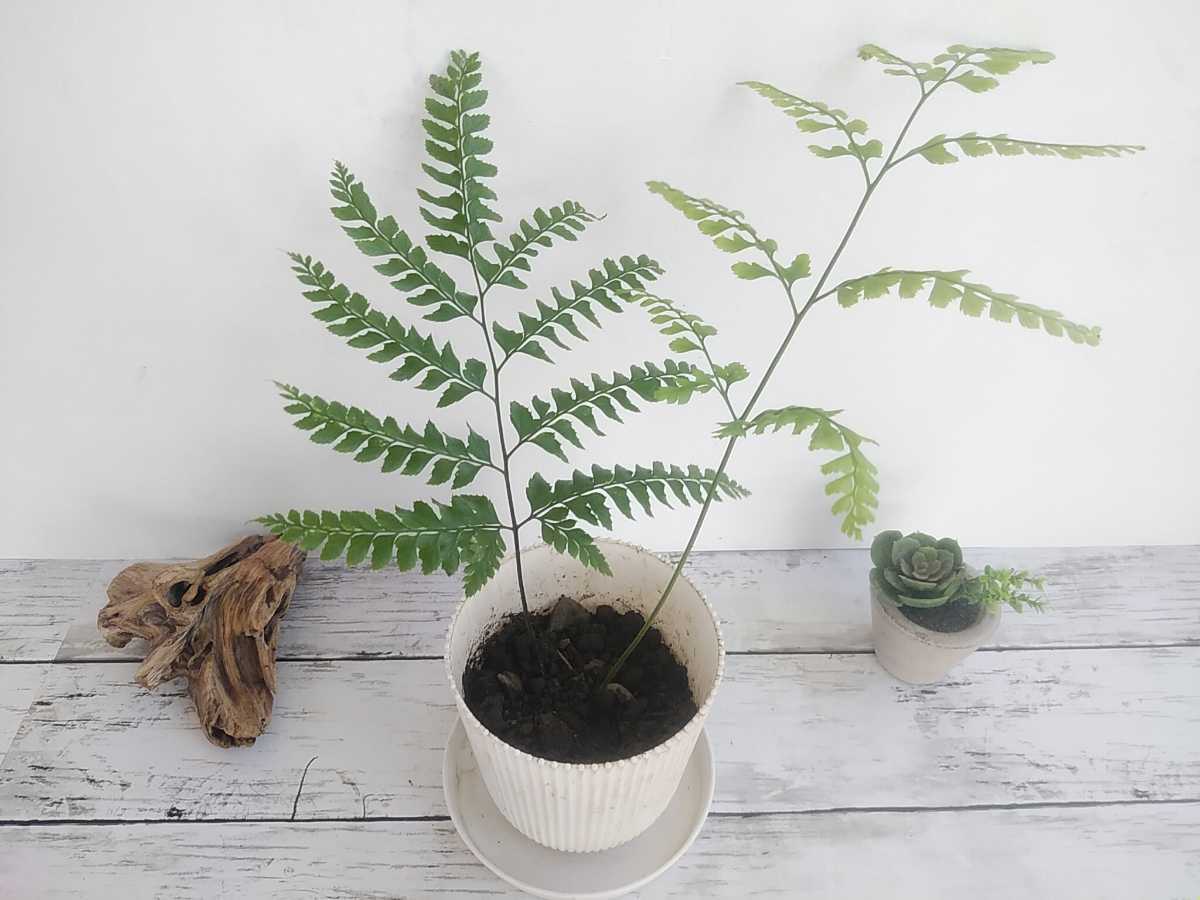 日本に ヒトツバ シダ植物 観葉植物 ガーデニング パルダリウム 苔 盆栽 シェードガーデン 羊歯 山野草 ビバリウム Theyounglove Canhcam Co