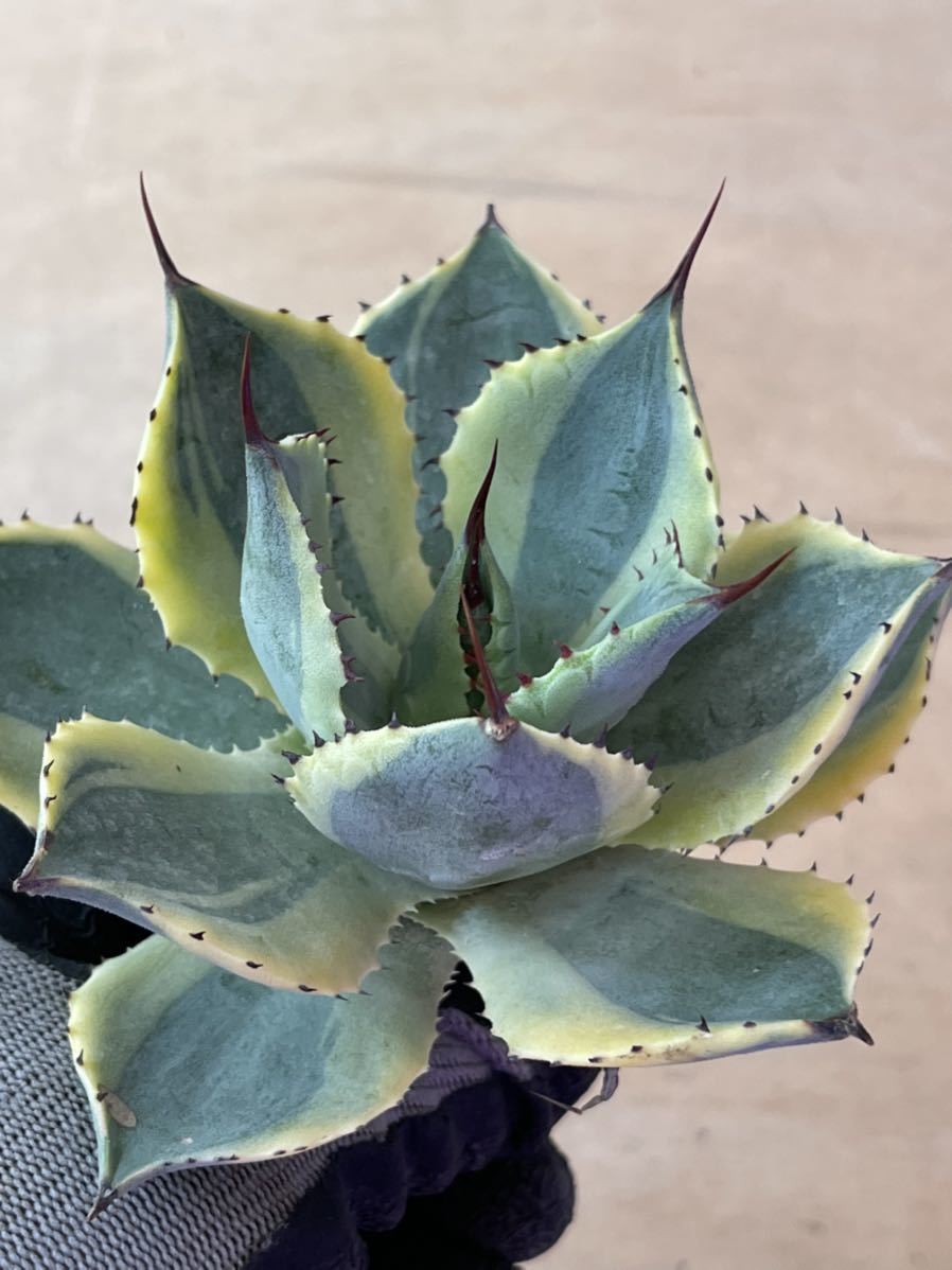 Y880 アガベ 雷帝錦 多肉植物 ドライガーデン 極上錦 5株