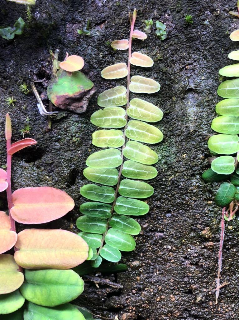 Marcgravia sp. 模様のマルクグラビア umbellata? 熱帯植物 原種 Marcgravia sp. 模様のマルクグラビア umbellata? 熱帯植物 原種