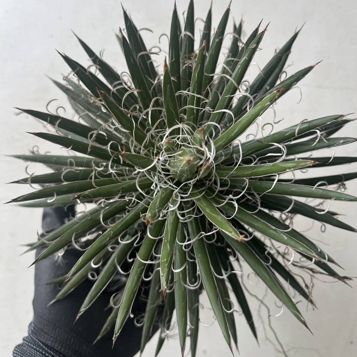 未使用】くるくる 最高のフィラメント Agave leopoldii アガベ