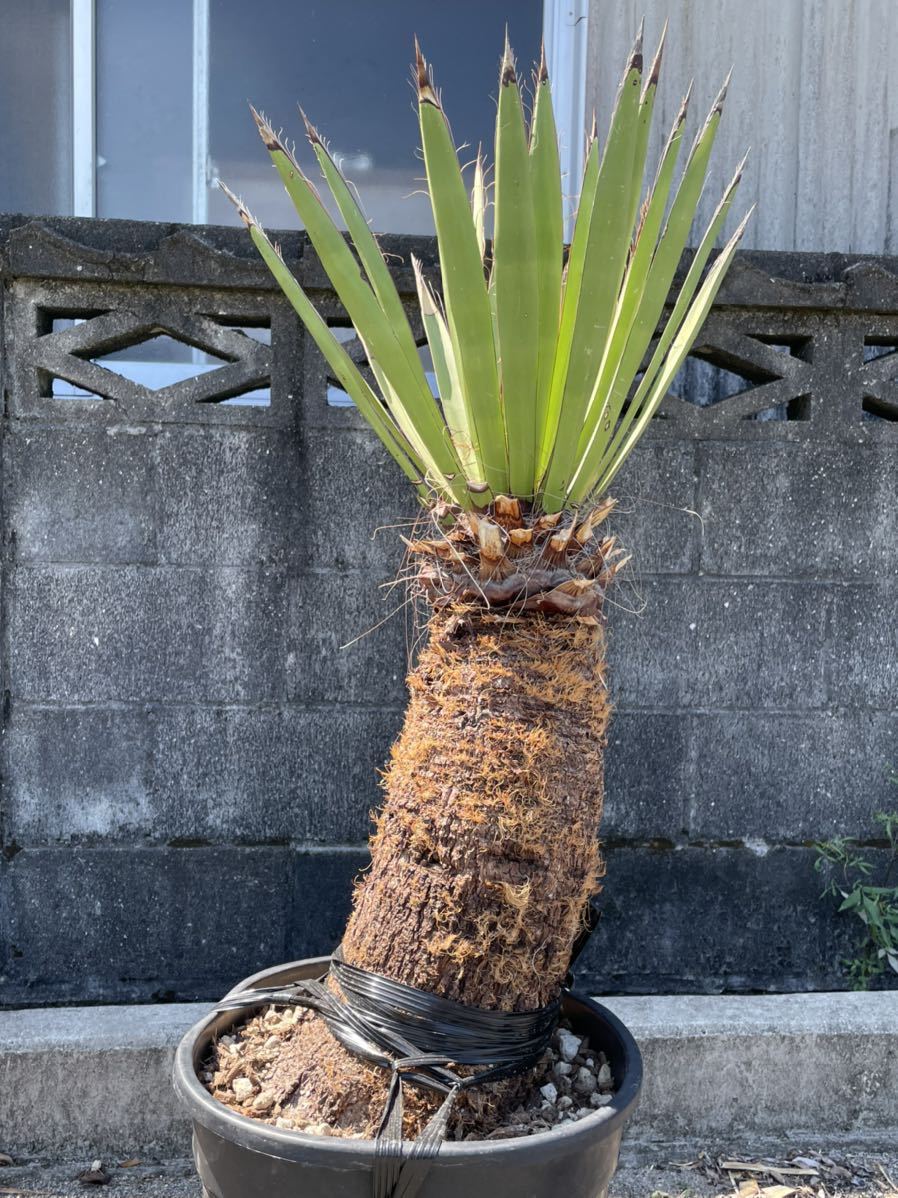 超ごんぶと ずんぐりむっくり ユッカ ファクソニアーナ 購入 ユッカ