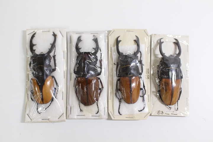 ◇◇激レア◇◇ フェモラリスツヤクワガタ ボルネオ亜種 新成虫 ♂