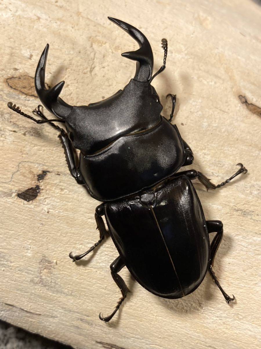 グランディスオオクワガタ 標本 【公式通販】