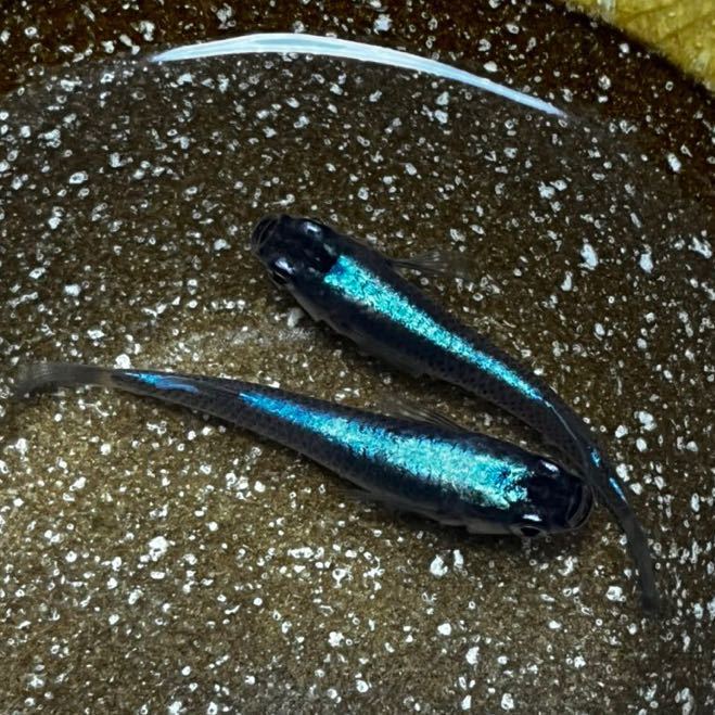 未使用】現物出品 黒幹之カブキ系 5ペア 検索)カブキブルー 鉄仮面 青