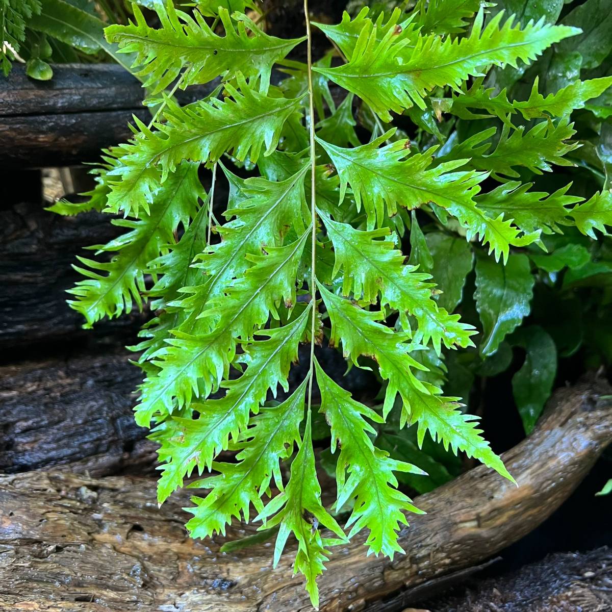 Drynaria roosii ハカマウラボシ Xiulin Drynaria roosii ハカマウラボシ 沖縄県産増殖株 熱帯植物 着生
