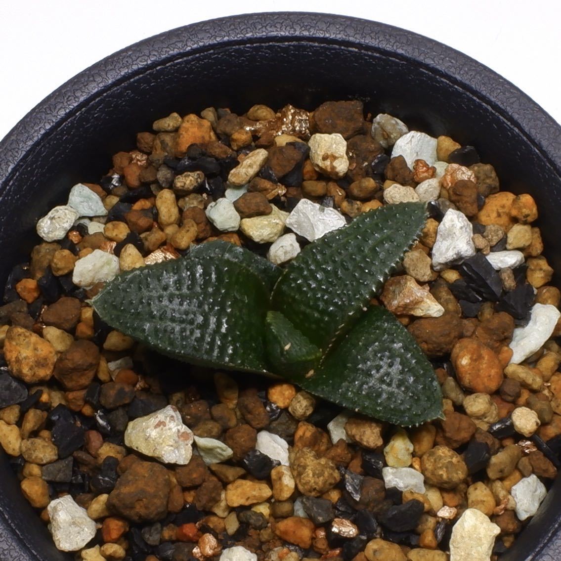 ≧∇≦）多肉植物 ハオルチア マクマトリー 群生 ≧∇≦）多肉植物