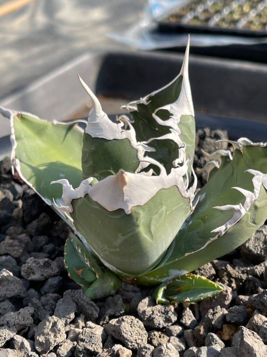 値下げ！！！アガベ チタノタ 黒凱撒 シーザー ハーデス 恥ずかしく 