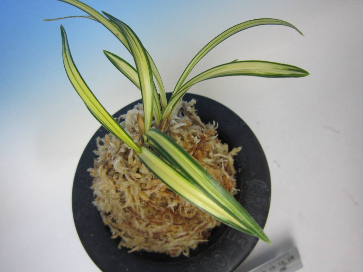 韓国春蘭　『羅紗チャボ』3本立 日本春蘭　春蘭　寒蘭　東洋蘭　山野草　多肉植物 2025年最新】春蘭の人気アイテム - メルカリ 韓国春蘭 『羅紗チャボ』3