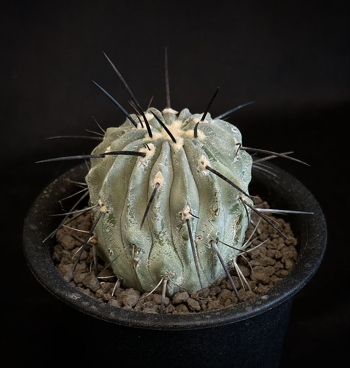 黒王丸（孤竜丸） 現地球 コピアポア 発根済 Copiapoa ※上部黄色 RAFLUM