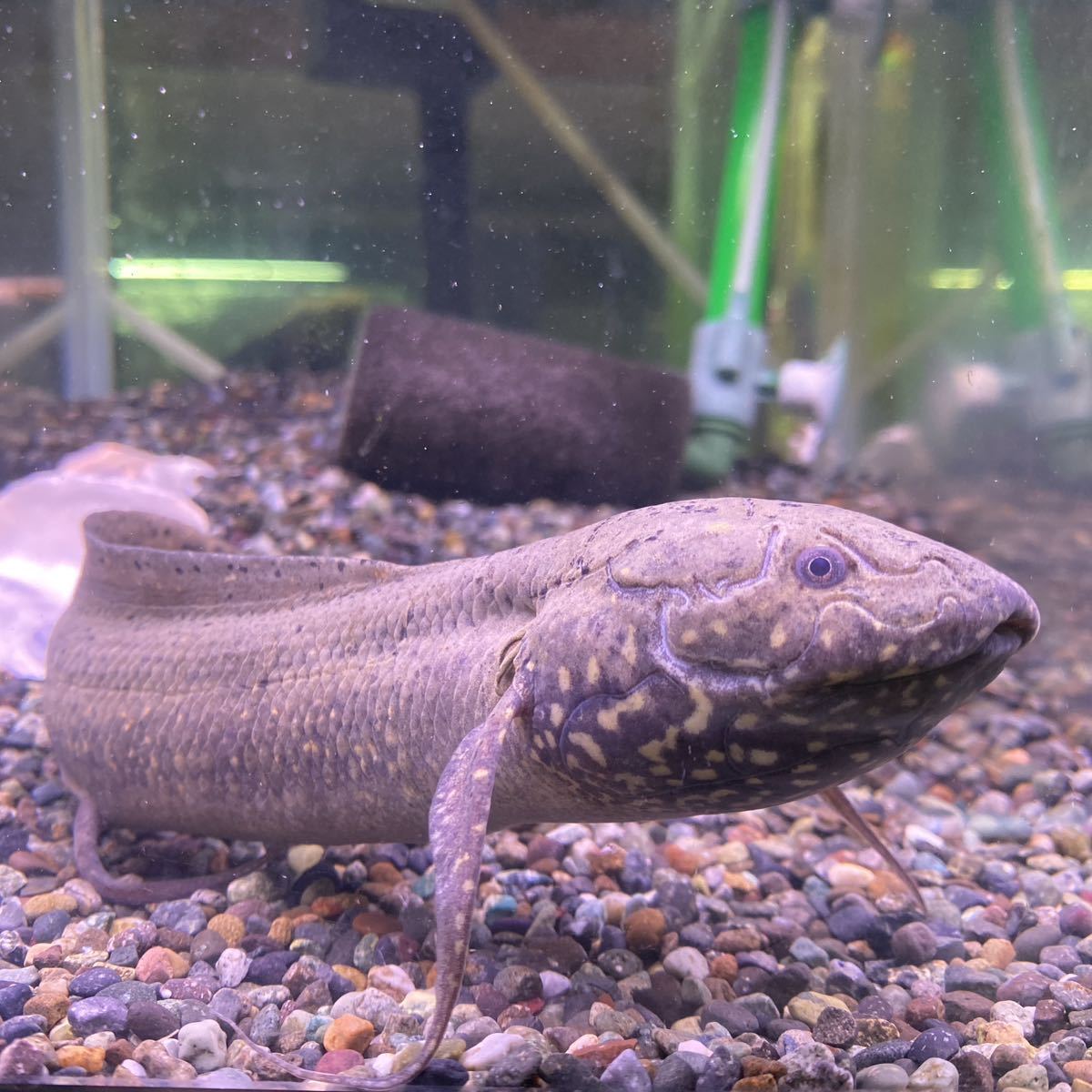 プロトプテルス、アンフィビウス 古代魚 熱帯魚 肺魚 ハイギョ