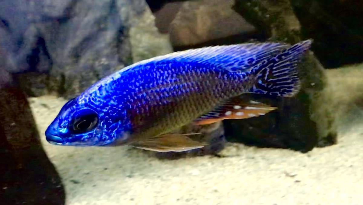 依頼出品 アフリカンシクリッド フロントーサブルンディ8〜9センチ 4匹