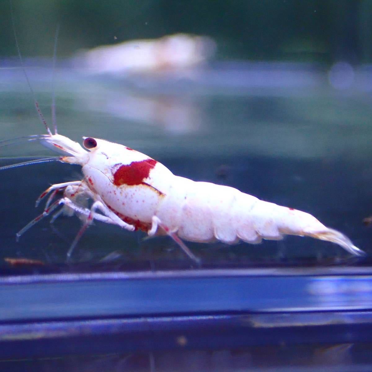 綾乃えび レッドビーシュリンプ ３０匹(二) 綾乃えび レッドビーシュリンプ ３０匹(二)