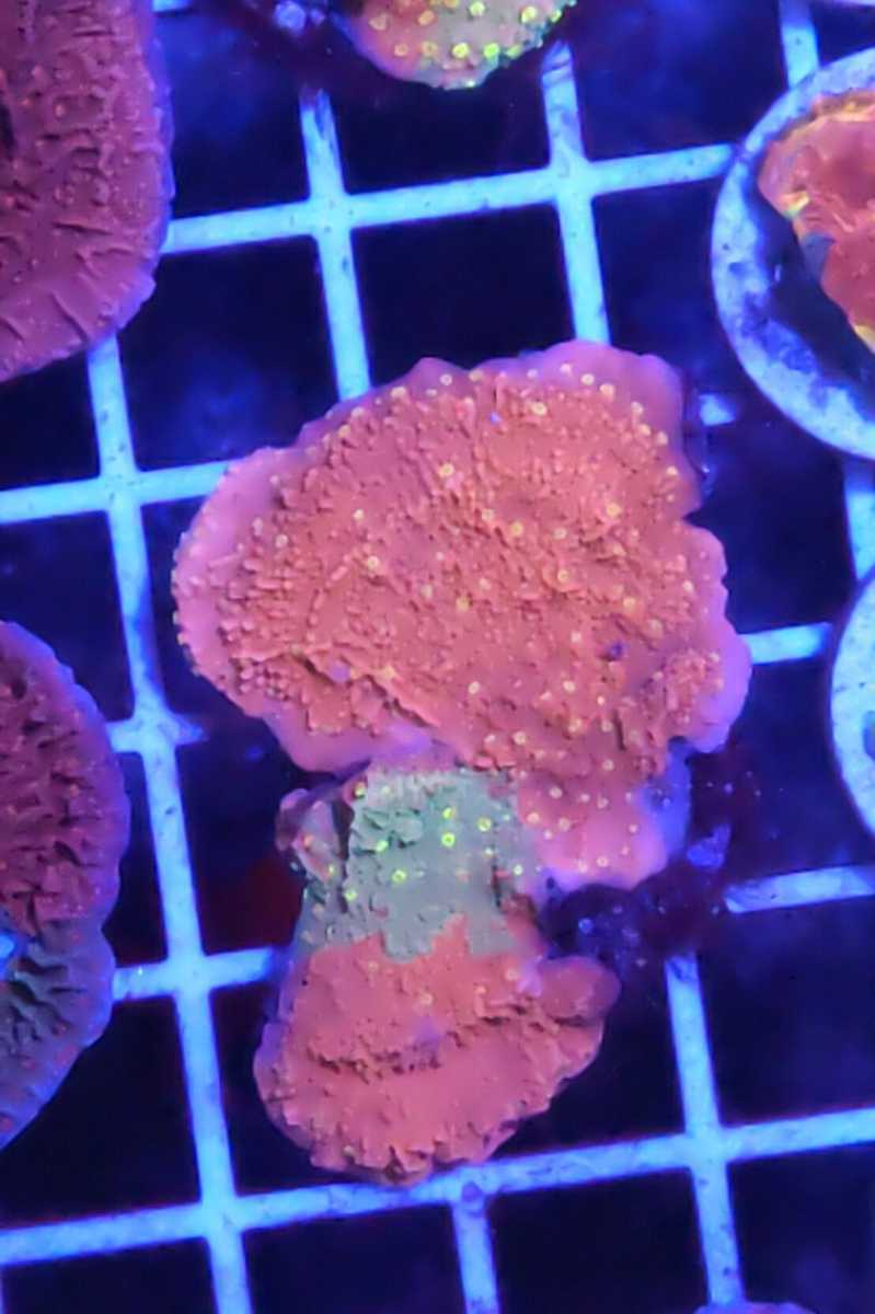 3.グラフテッドモンティポラ graphtedmontipora（フラグ）