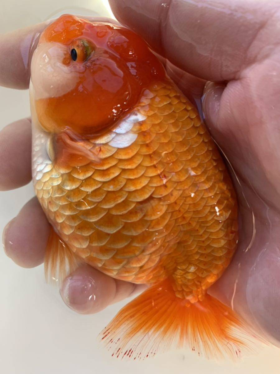 【 F R F 】　★自家産　当歳　上物 ③　　四つ尾　 約７cm　　 Yahoo!オークション -金魚(魚類、水生生物)の落札相場・落札価格(5
