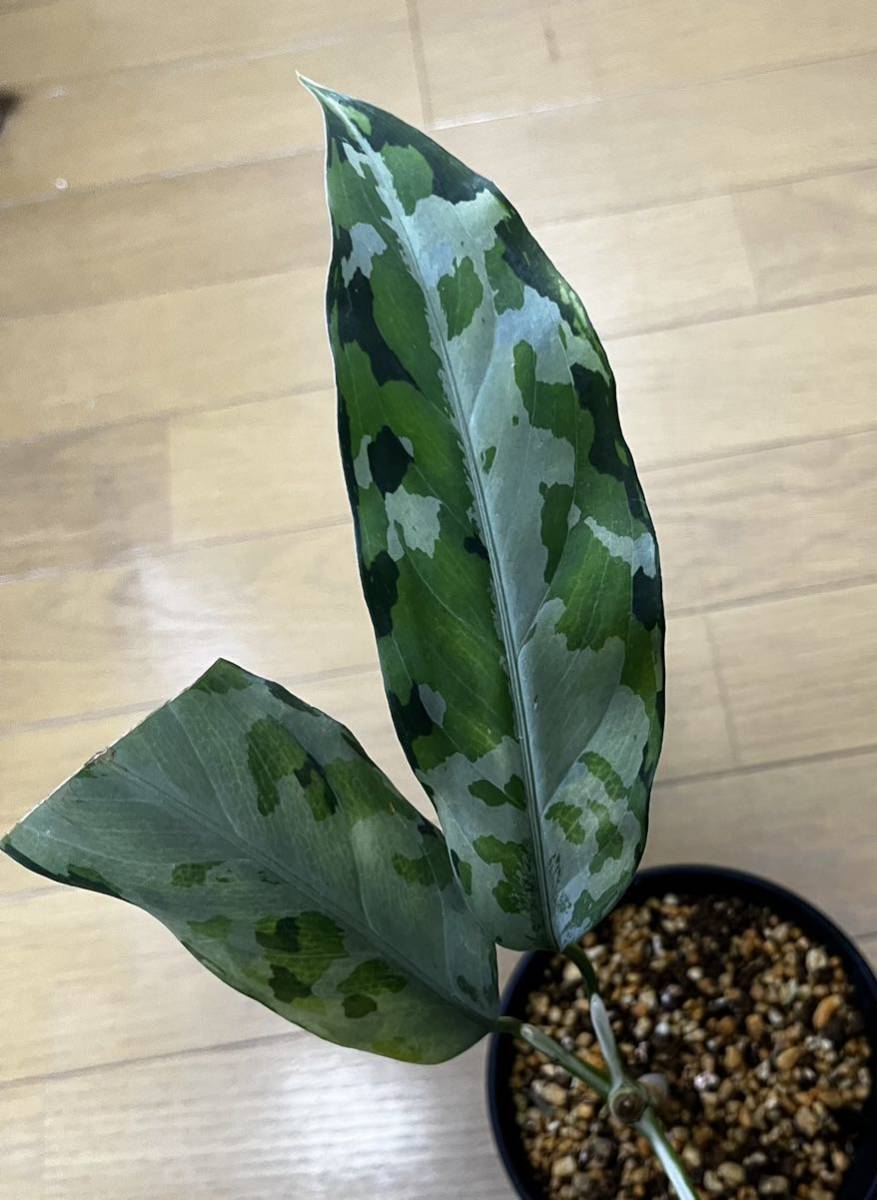 アグラオネマ　LA1016-03j Aglaonema pictum AP Aceh, Sumatera, LA1016-03j
