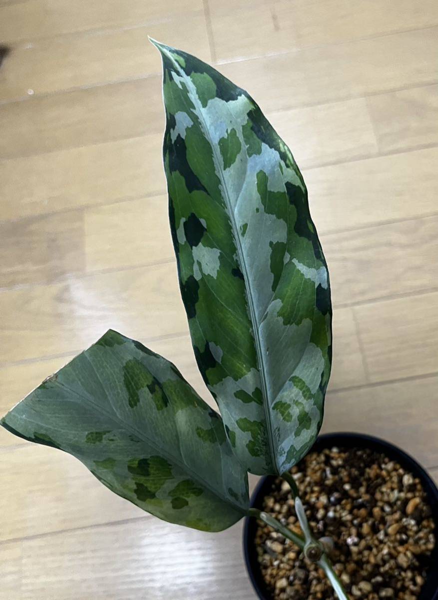 LA便　ネームド　Aglaonema pictum tricolor Endor Aceh Sumatera【LA0915-03j】の1番目の画像