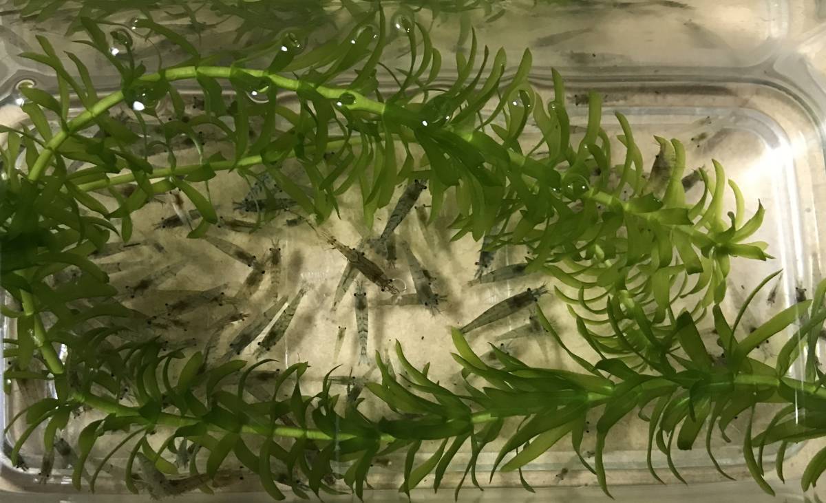 ☆☆　ヤマトヌマエビ　３００匹 | (エビ)ヤマトヌマエビ （約3cm）＜5匹＞[生体] | 観賞魚
