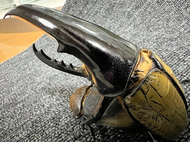 パチセラスメテオ血統(極太タイプ)ペア ♂ 123mm 胸郭部分17.0 パチセラスメテオ血統(極太タイプ)ペア ♂ 123mm 胸郭部分17.0