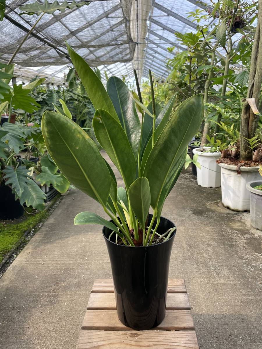 Anthurium Willdenowii - Yahoo!