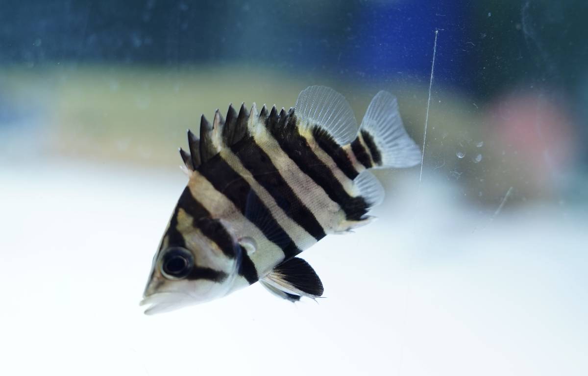 ダトニオバンド白化個体ショートハイボディ