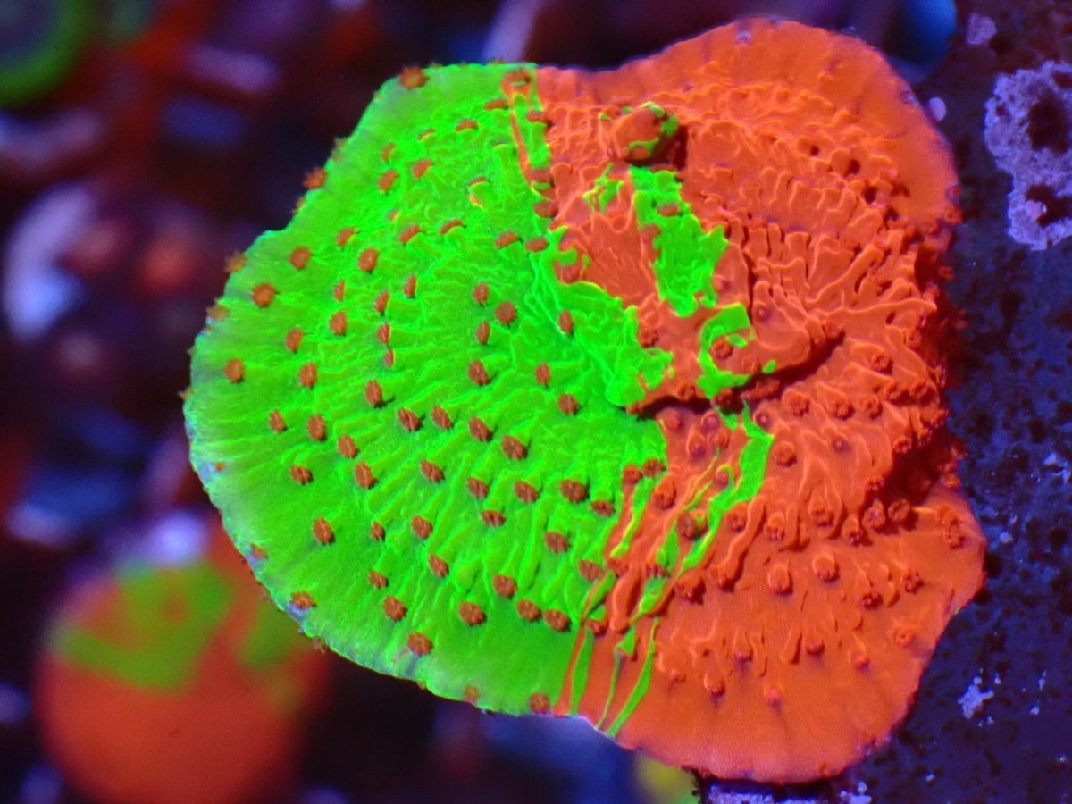 3.グラフテッドモンティポラ graphtedmontipora（フラグ）