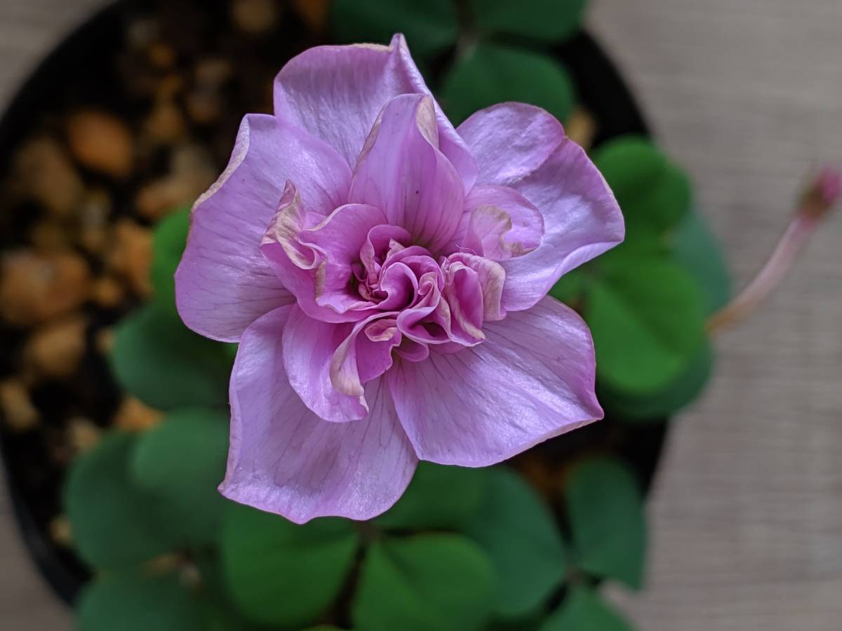 驚くべき発見: 地球の周囲には 3 番目のエネルギー場があります。それは何のためにあるのでしょうか？