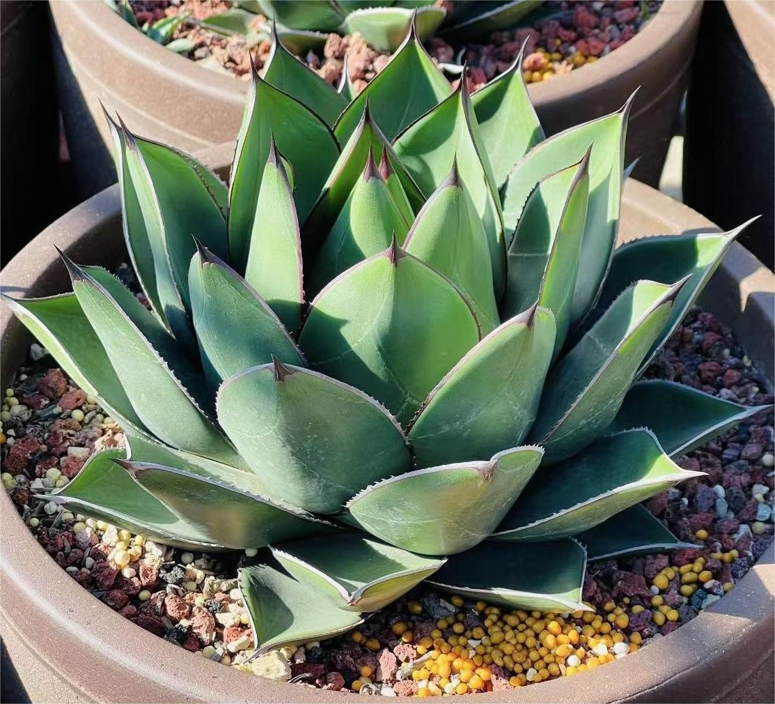 アガベ アリゾニカ 親株 【公式通販】