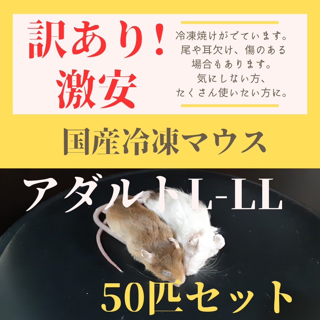 冷凍ラット50g〜60g、30匹セット！ 冷凍ラット50g〜60g、30匹セット！