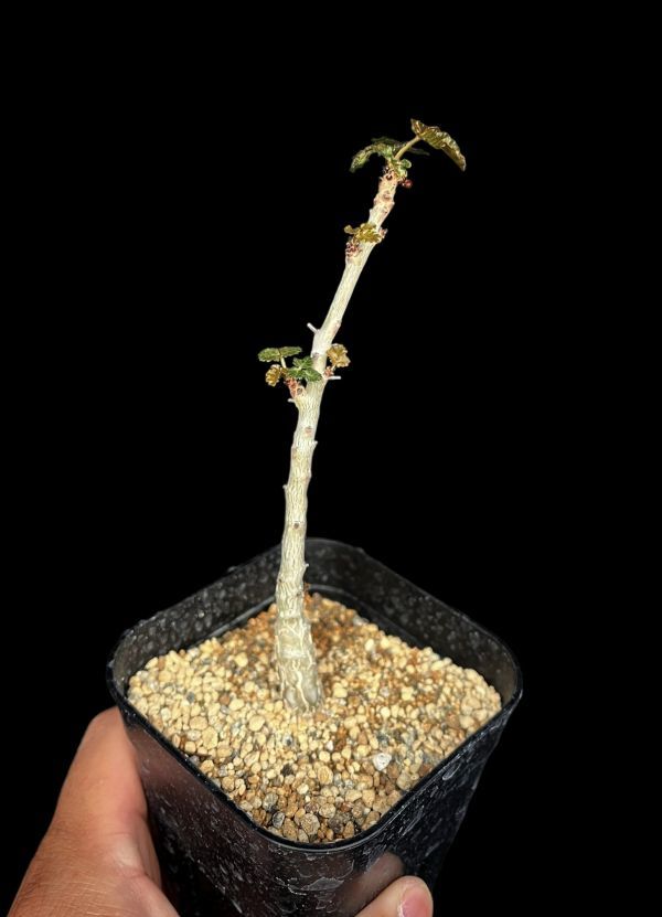 ボスウェリア ソコトラナ 実生 激レア 極美種 NO.5「実生