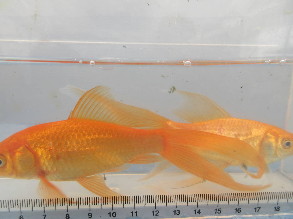 鉄魚 ・青、ペアー2匹、今季産卵個体、3年生、長さ約9と