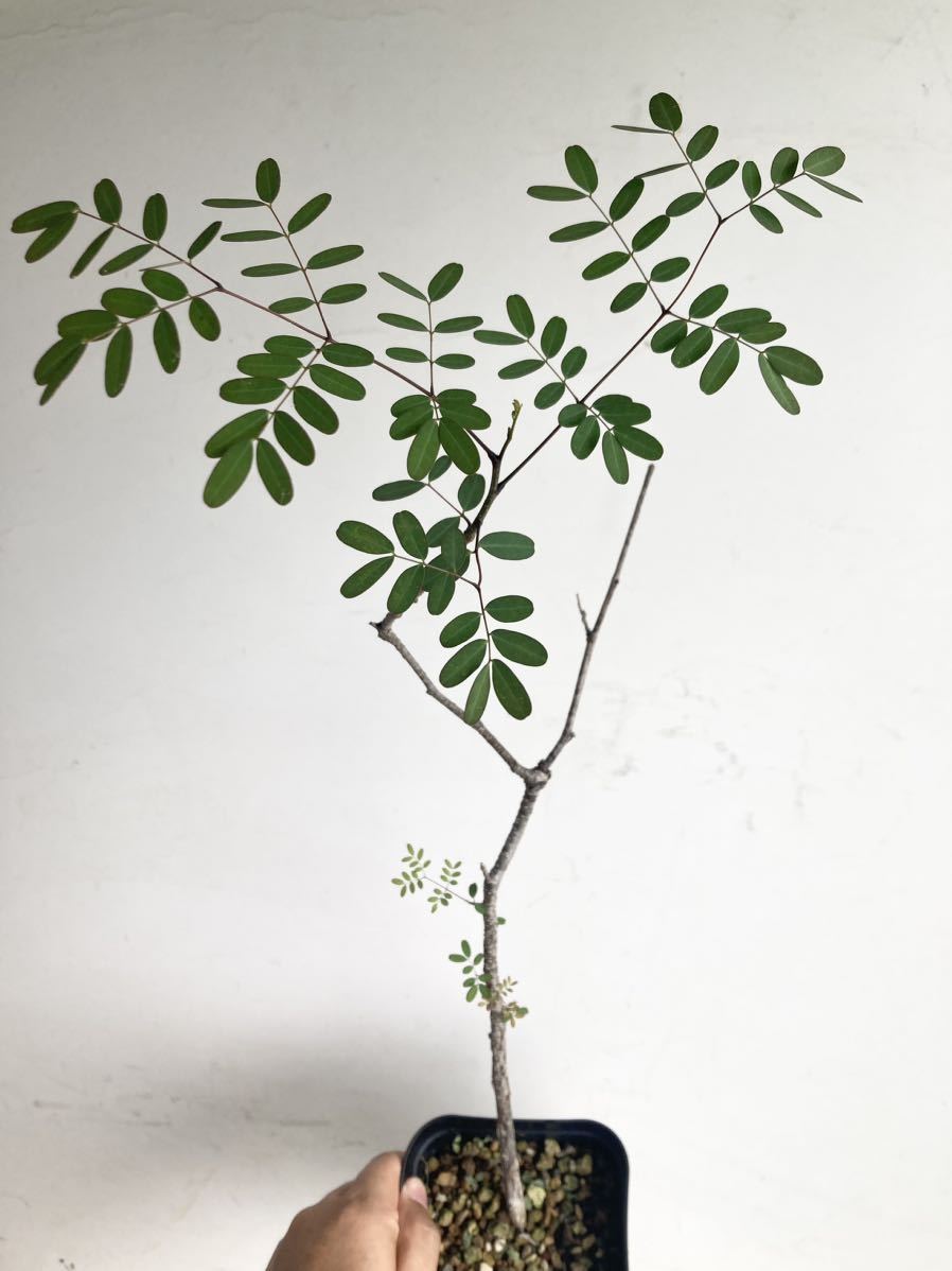 コミフォラ プラニフロンス Commiphora planifrons 実生 2
