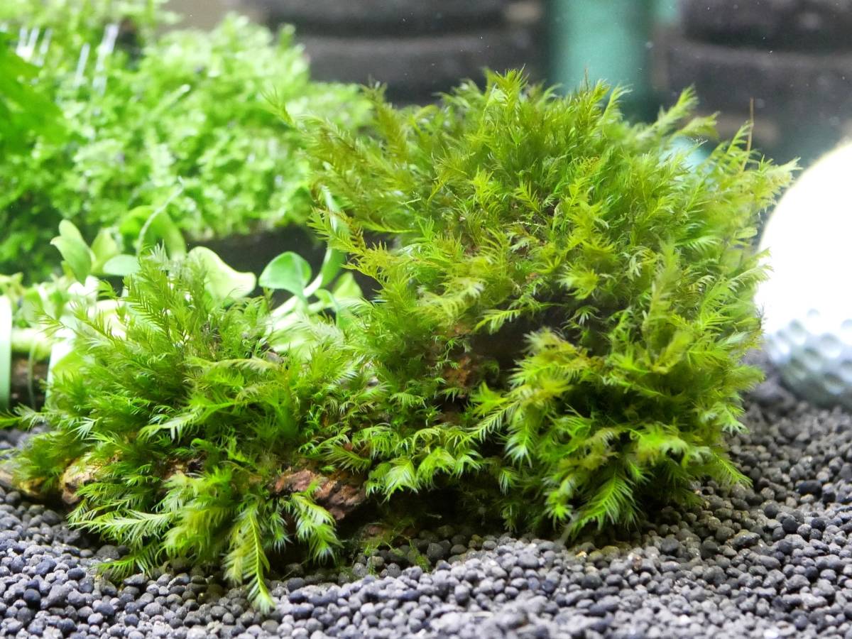 簡単レイアウトセット【陰性水草·流木·溶岩石】
